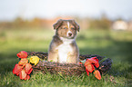 Australian Shepherd Puppy