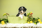 Australian Shepherd Puppy