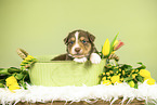 Australian Shepherd Puppy