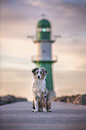 young Australian Shepherd