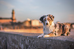 young Australian Shepherd