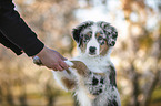 young Australian Shepherd