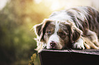 lying Australian Shepherd