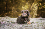 young Australian Shepherd