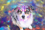 Australian Shepherd