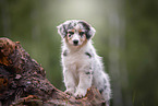 Australian Shepherd Puppy