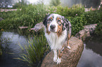 standing Australian Shepherd