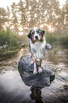 standing Australian Shepherd