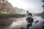 standing Australian Shepherd