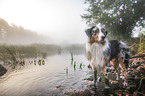 standing Australian Shepherd