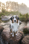 sitting Australian Shepherd