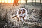 running Australian Shepherd
