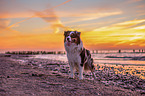 standing Australian Shepherd