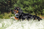 running Australian Shepherd