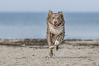 running Australian Shepherd