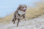 running Australian Shepherd