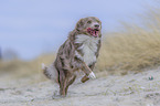 running Australian Shepherd