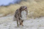 running Australian Shepherd