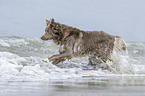 running Australian Shepherd