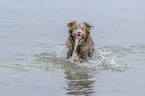 running Australian Shepherd