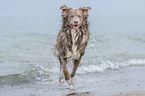 running Australian Shepherd