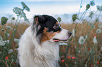 Australian Shepherd portrait