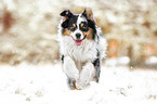 running Australian Shepherd