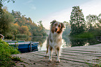 standing Australian Shepherd