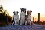 three Australian Shepherds