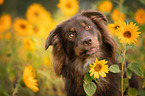 Australian Shepherd Portrait