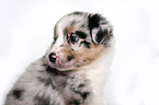 Australian Shepherd Puppy portrait