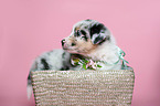 Australian Shepherd Puppy in the basket