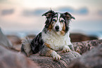 lying Australian Shepherd