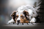 lying Australian Shepherd