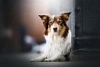 lying Australian Shepherd