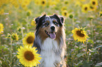 Australian Shepherd portrait