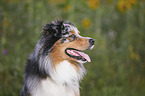 Australian Shepherd portrait