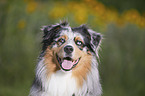Australian Shepherd portrait