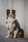 black-tri Australian Shepherd