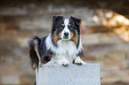 black-tri Australian Shepherd