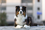 black-tri Australian Shepherd