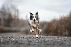 running Australian Shepherd