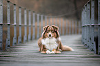 lying Australian Shepherd