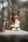 lying Australian Shepherd