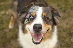 standing Australian Shepherd