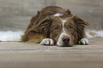 lying Australian Shepherd