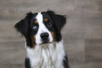 Australian Shepherd portrait