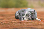 lying Australian Shepherd