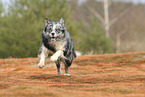 running Australian Shepherd