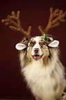 Australian Shepherd portrait